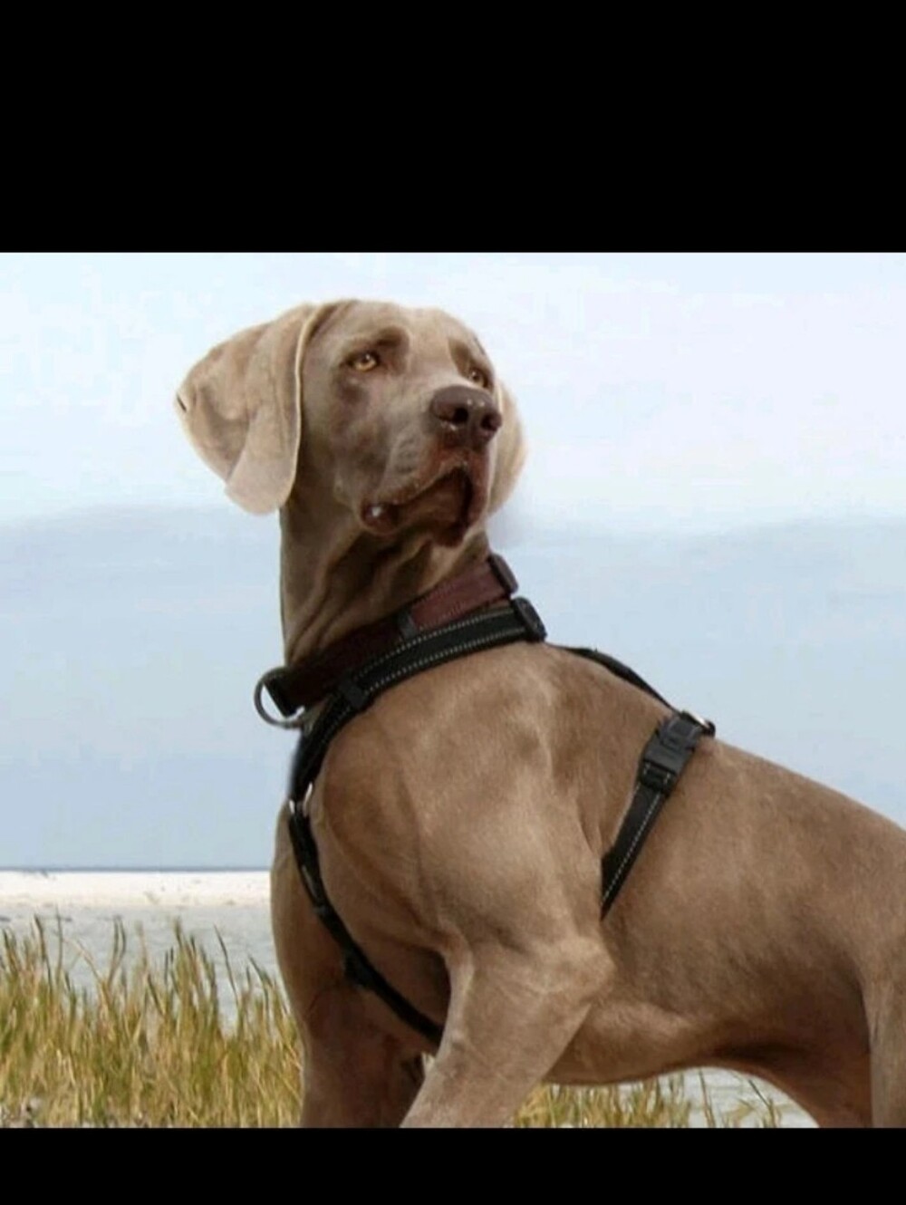 Dog Friendly Snuggle pups Dog Harness for Medium Sized Dogs